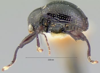 Media type: image; Entomology 9806   Aspect: habitus lateral view